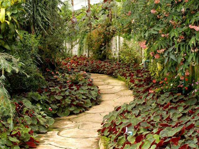 tuin planten zomerklaar maken